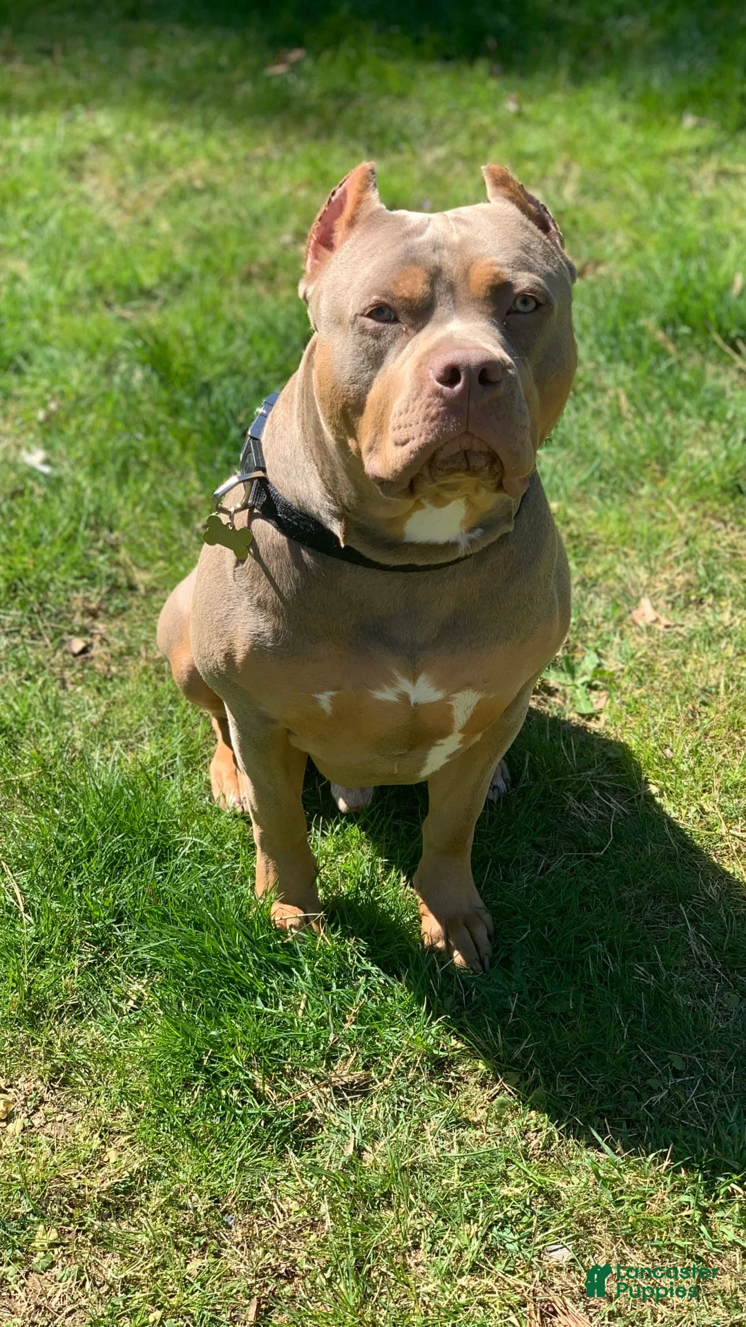 Gallery Image {{count}}