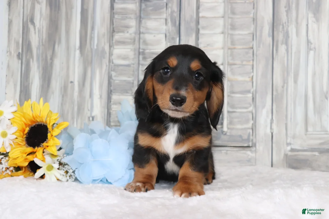 Dachshund dogs for sale: Ronny  - Ad 1