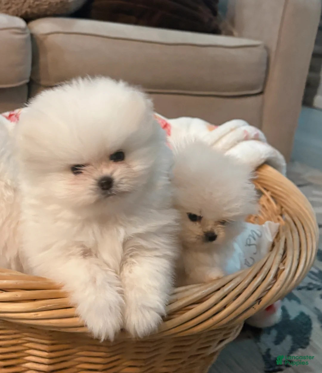 Pomeranian dogs for sale: Pomeranian Puppy 1 - Ad 1