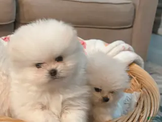 Pomeranian dogs Pomeranian Puppy 1 - Ad 2