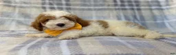 Cavapoo dogs for sale: Sarge - Ad 7