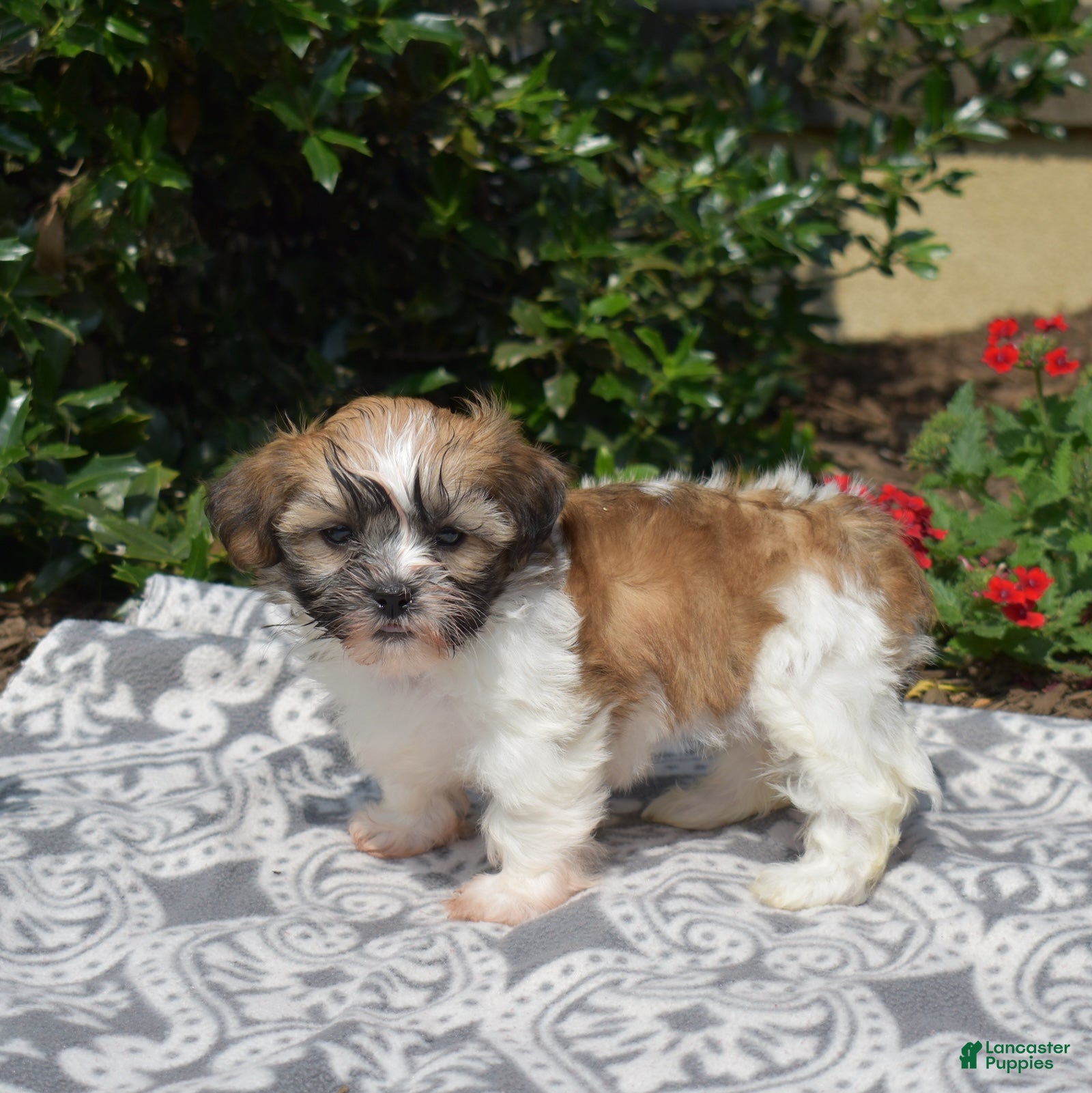 Teddy Bear dogs Bunny - Ad 2
