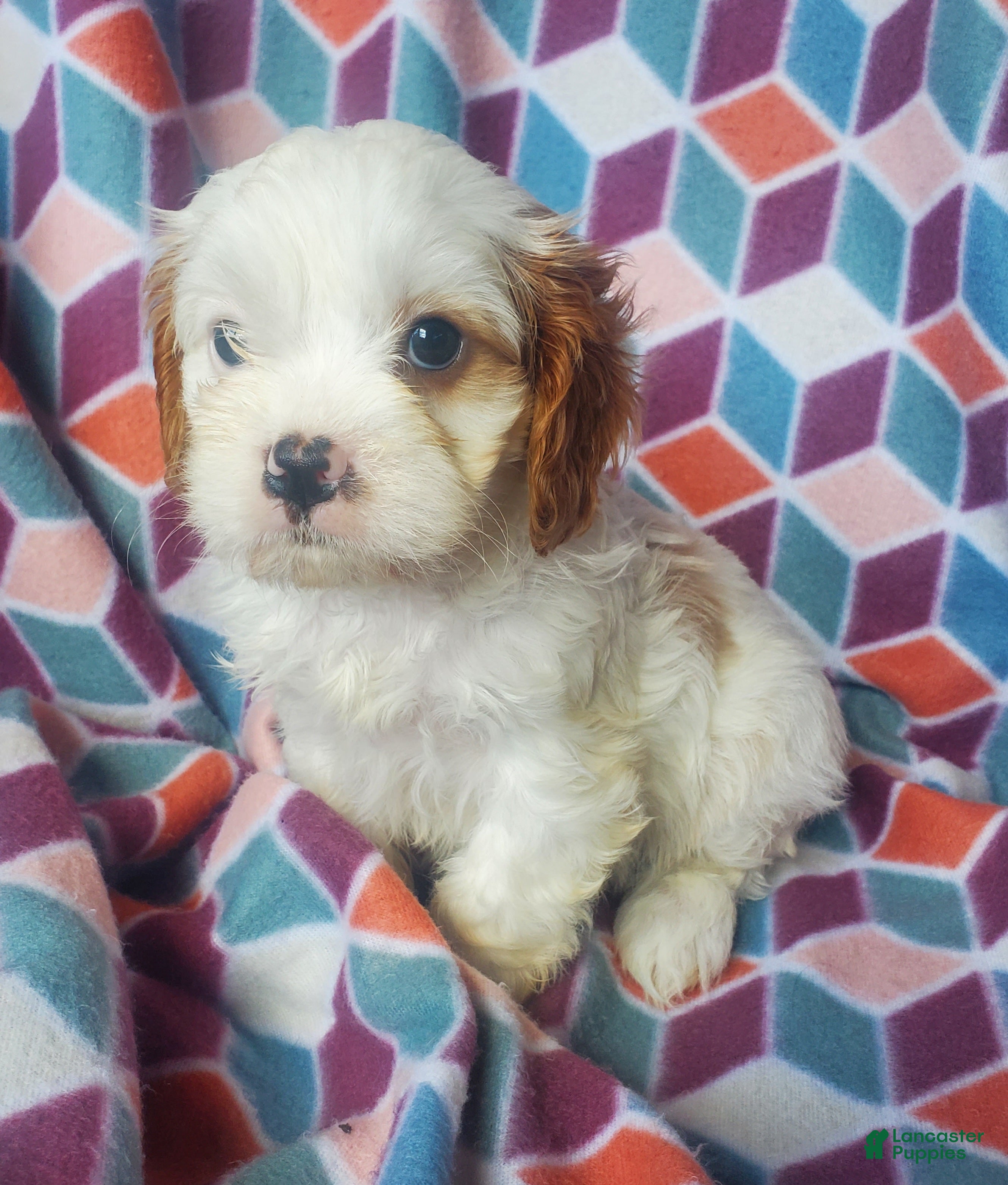 Cavachon dogs Evie - Ad 2