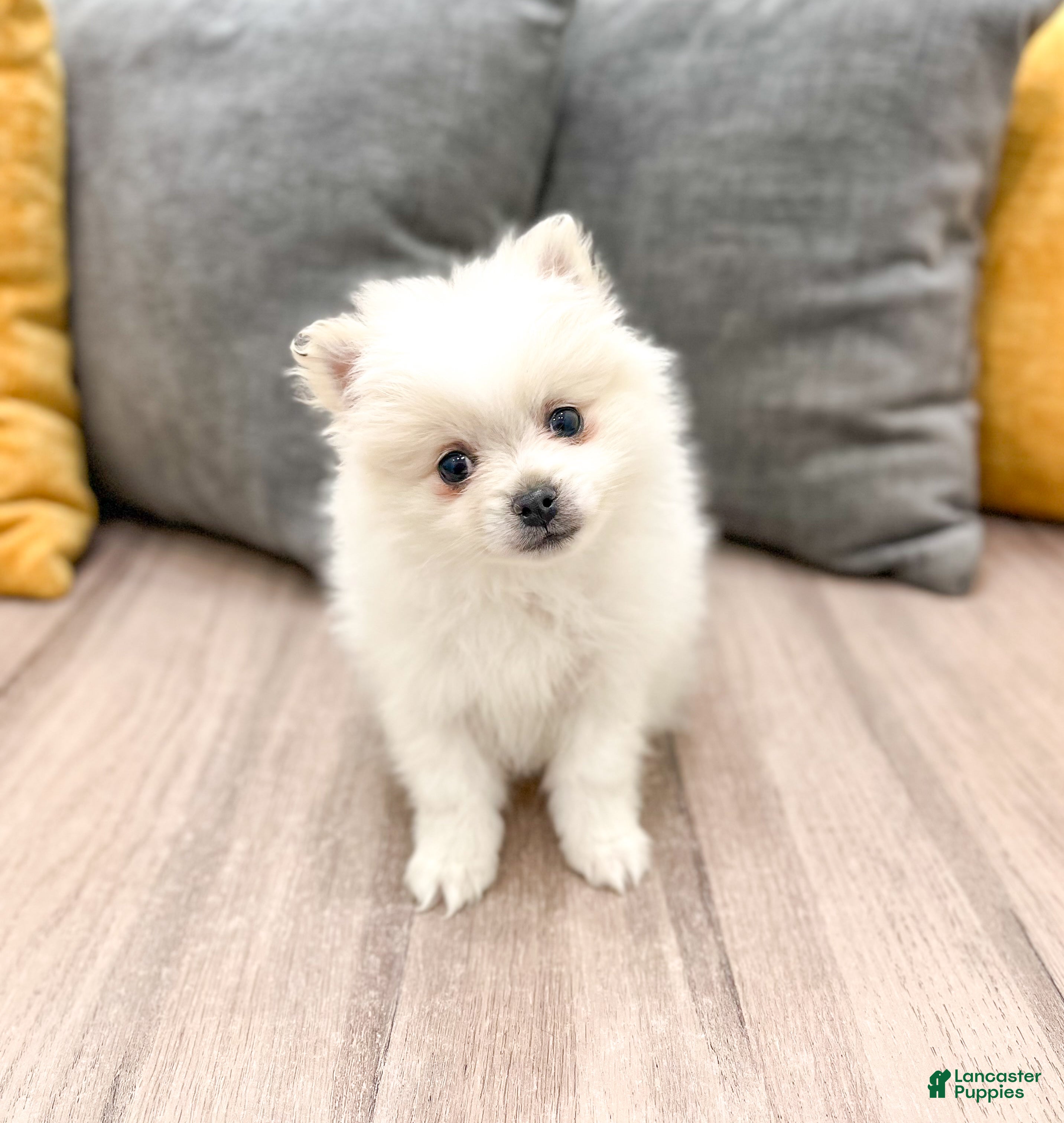 Pomeranian dogs for sale: Sparky - Ad 3