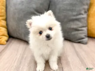 Pomeranian dogs for sale: Sparky - Ad 3
