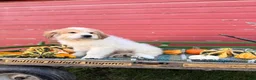Great Pyrenees dogs for sale: Rover - Ad 9