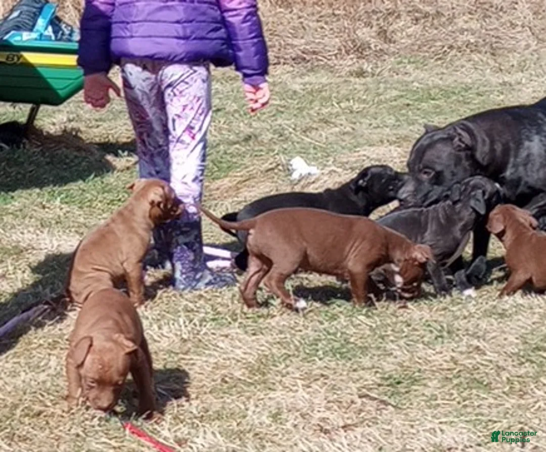 American Bully dogs for sale: Emma Bruntil - Ad 2