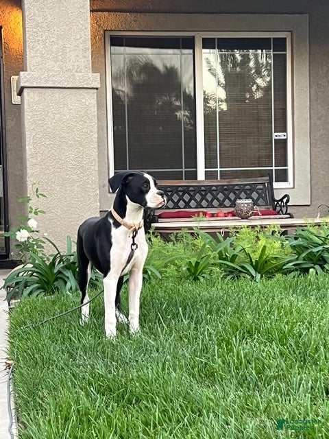 Boxer dogs Tucker- Male - Ad 2