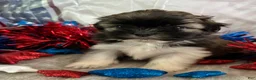 Shih Tzu dogs for sale: Abel - Ad 6