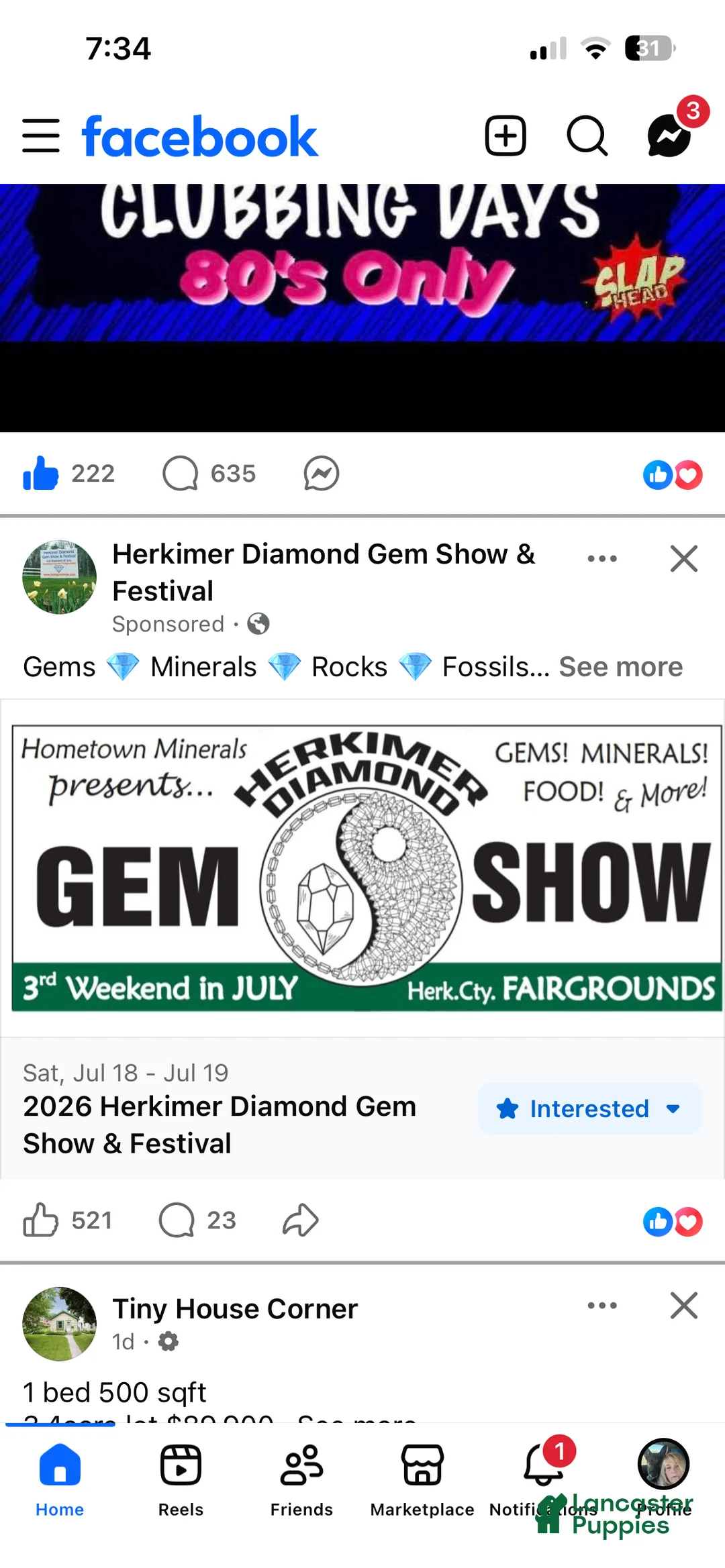 Cavalier King Charles Spaniel dogs for sale: Cavalier King Charles Spaniel Puppy 1 - Ad 9