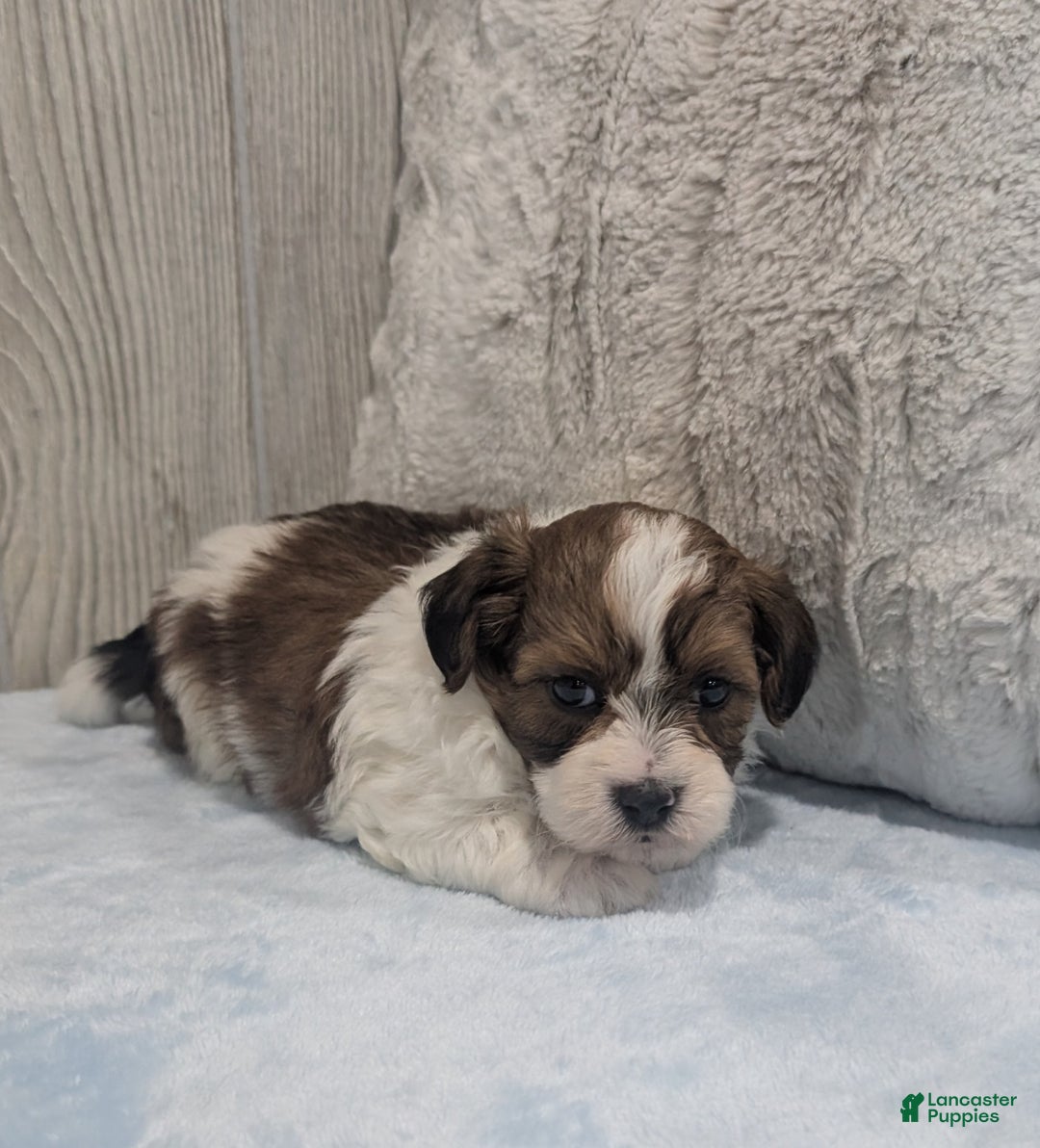 Shihpoo dogs for sale: Alex - Ad 4