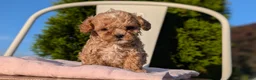 Cavapoo dogs for sale: Shiloh - Ad 9