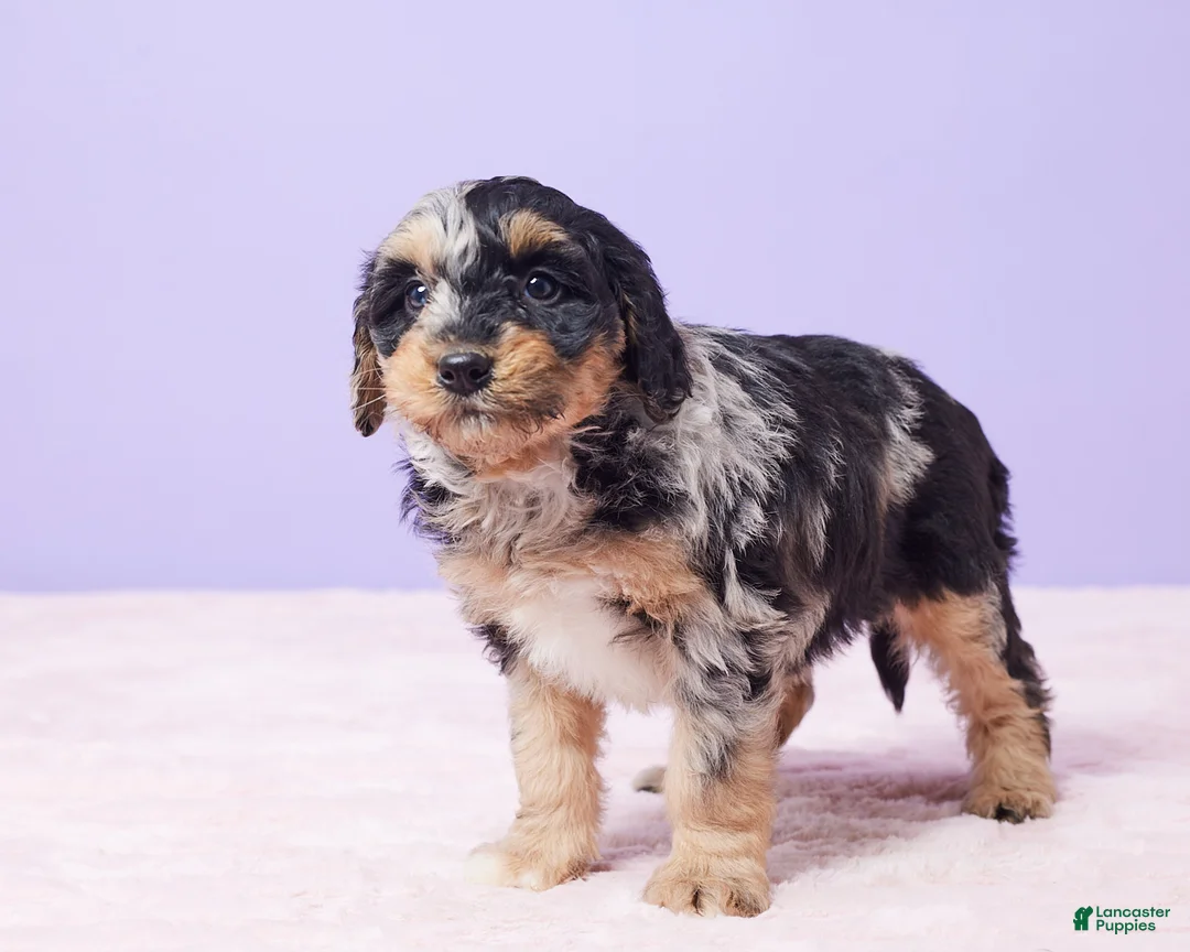 Mini Bernedoodle dogs for sale: Sandy - Ad 8
