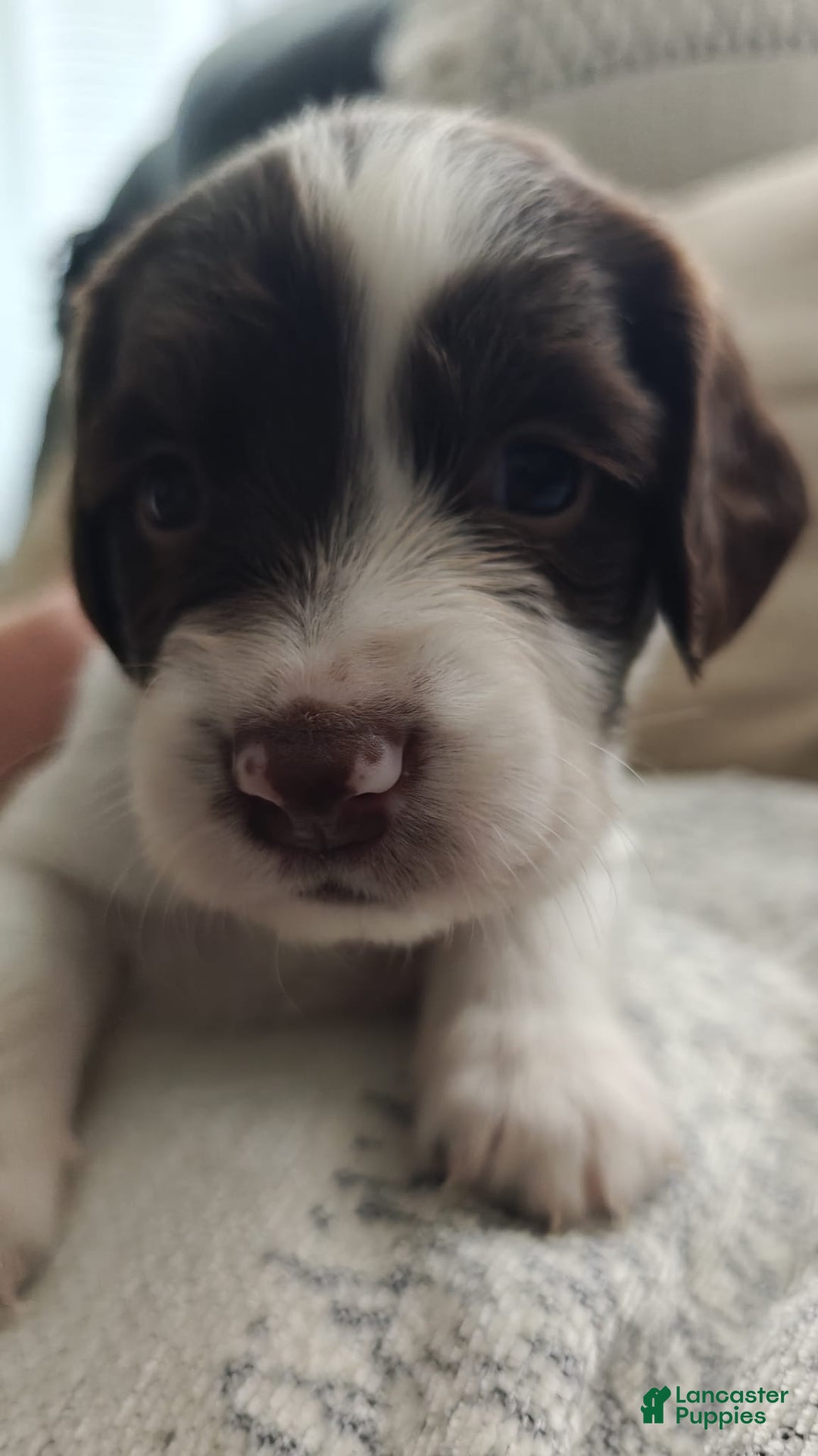 English Springer Spaniel dogs for sale: English Springer Spaniel Puppy 2 - Ad 4