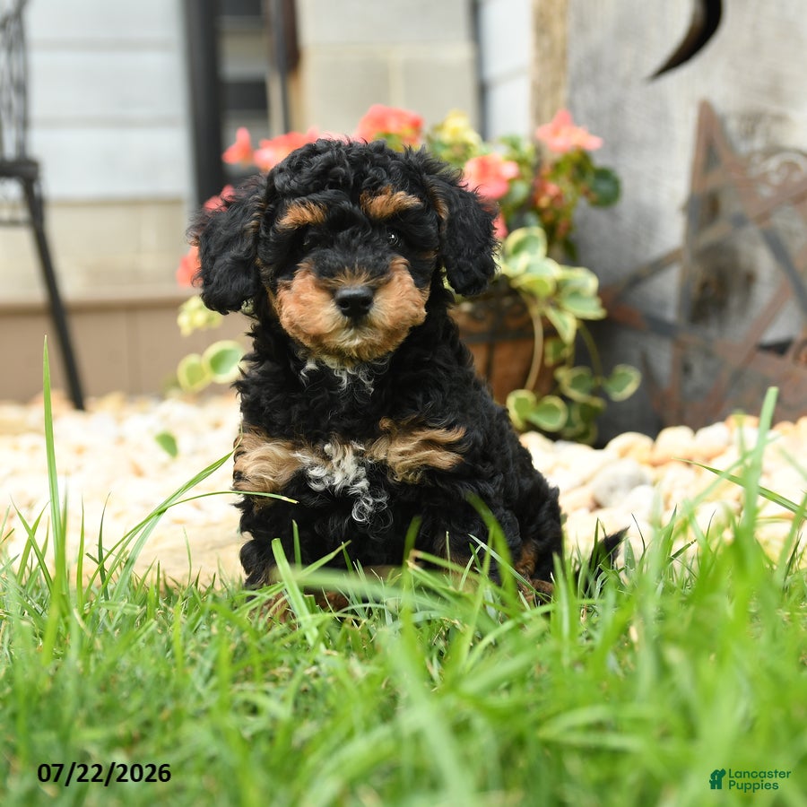Miniature Poodle dogs for sale: Tundra - Ad 1