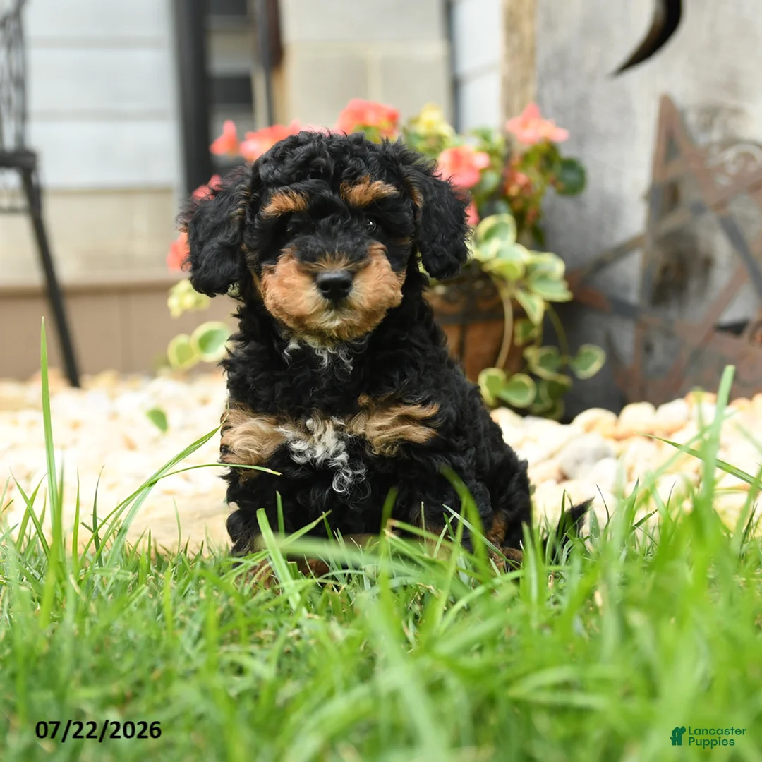 Miniature Poodle dogs for sale: Tundra - Ad 1