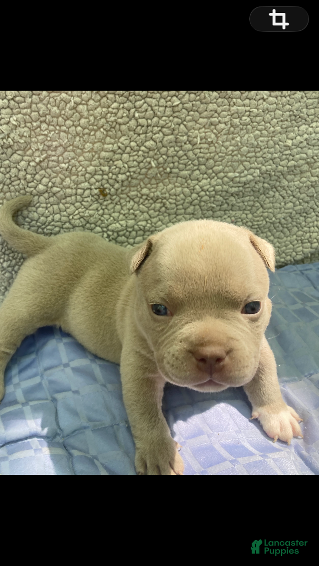 American Bully dogs American Bully Puppy 3 - Ad 2
