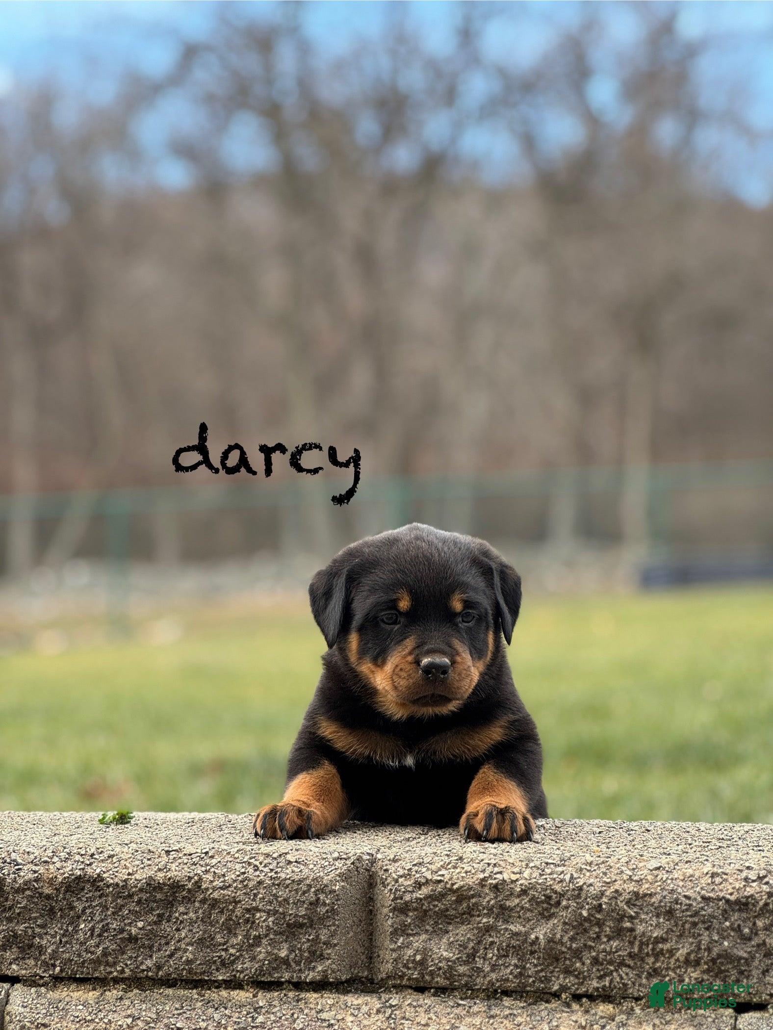 Rottweiler dogs Darcy (long tail)  - Ad 38