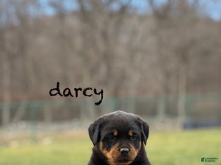 Rottweiler dogs Darcy (long tail) - Ad 38