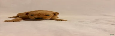 Golden Retriever 4
