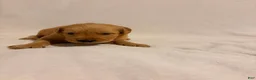 Golden Retriever dogs for sale: Golden Retriever 4 - Ad 1