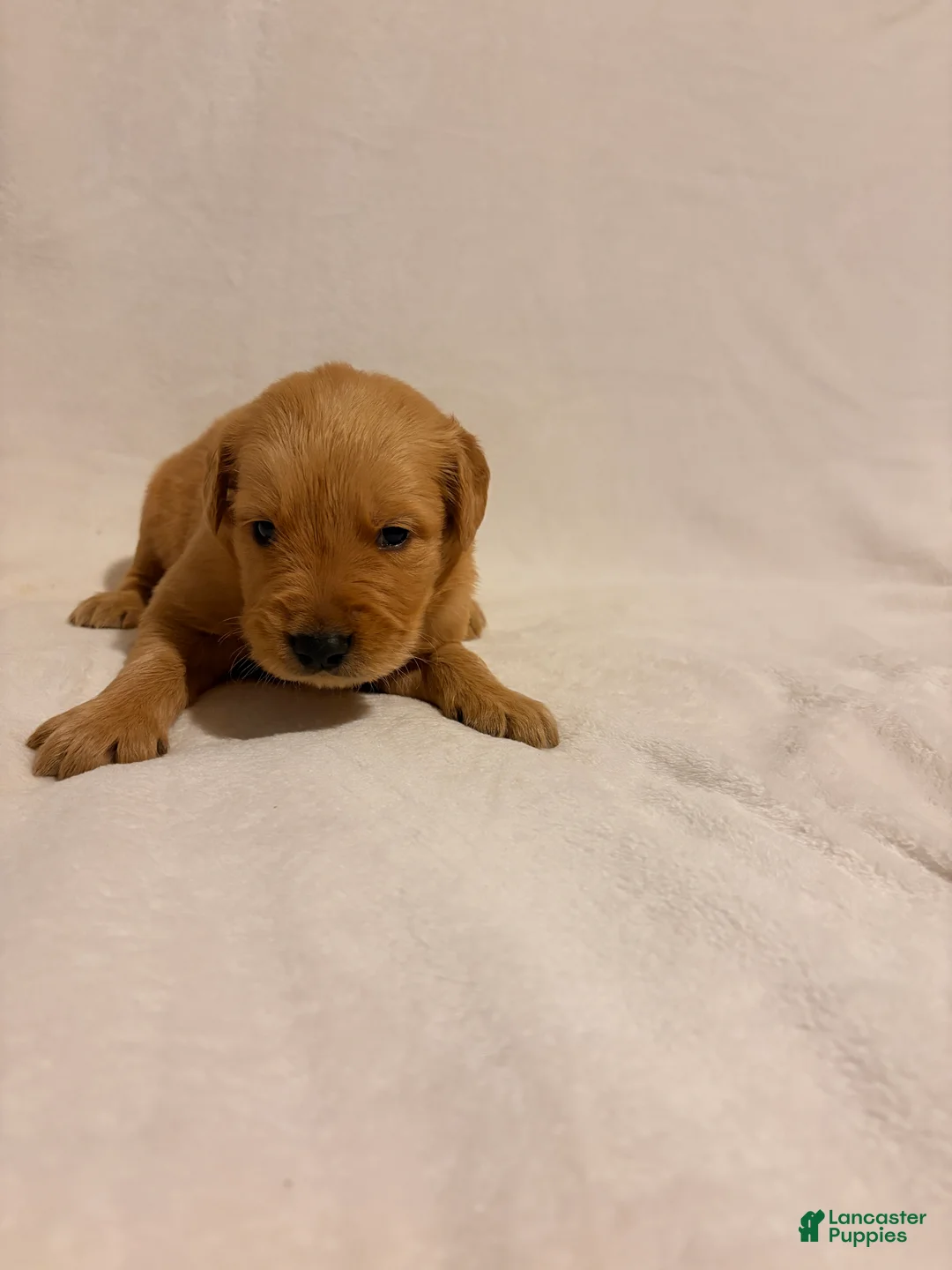 Golden Retriever dogs for sale: Golden Retriever 4 - Ad 1