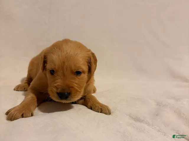 Golden Retriever dogs for sale: Golden Retriever 4 - Ad 38
