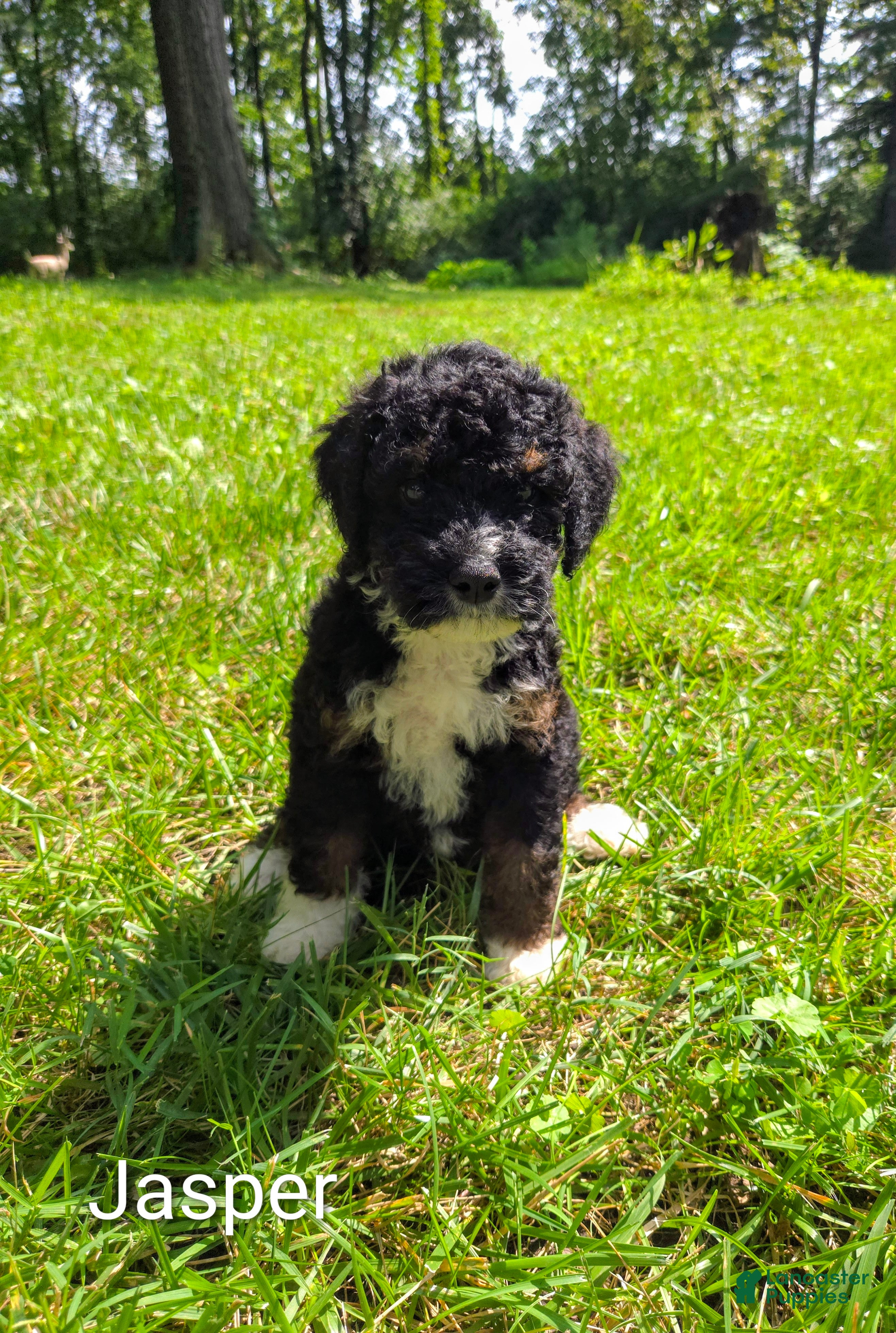 Mini Bernedoodle dogs Jasper - Ad 1