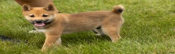 Shiba Inu dogs for sale: Jasper  - Ad 8