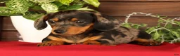 Miniature Dachshund dogs for sale: Tumbles - Ad 3