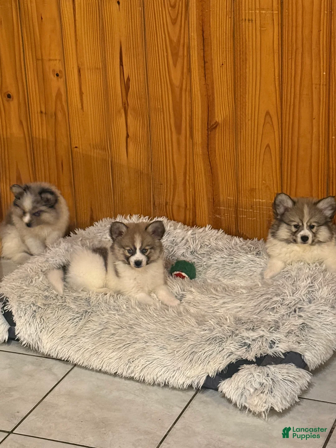 Mixed Breed dogs for sale: Mixed Breed Puppy 2 - Ad 3