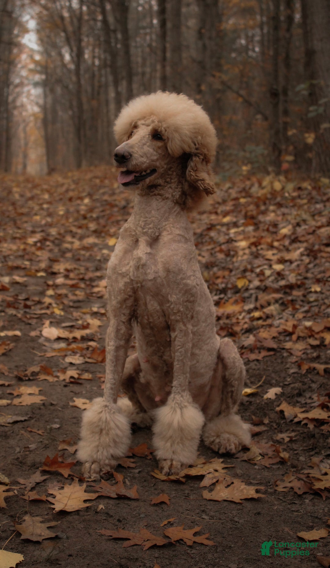 Goldendoodle dogs for sale: Goldendoodle UPCOMING LITTER 11/22 - Ad 1