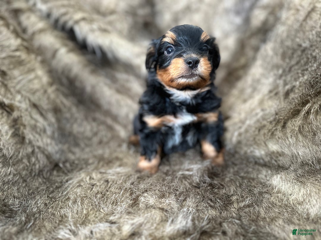 Shorkie dogs for sale: Luke - Ad 11