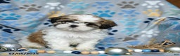 Shih Tzu dogs for sale: Joy - Ad 3