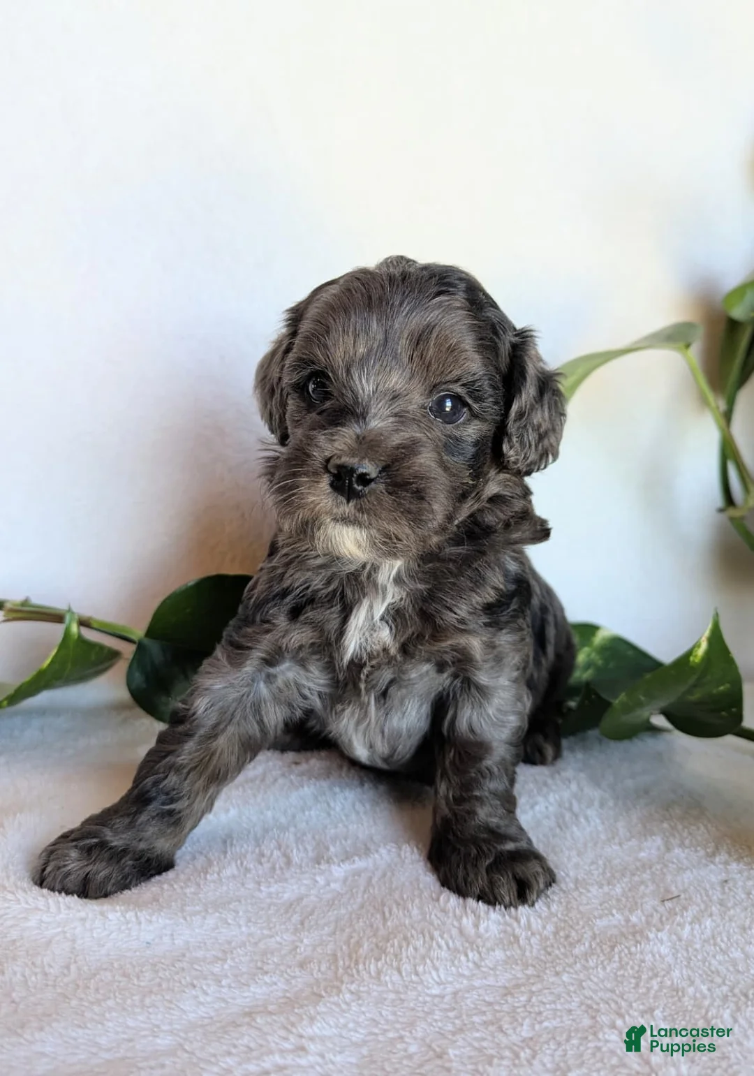 Cockapoo dogs for sale: Dixie F1B - Ad 1