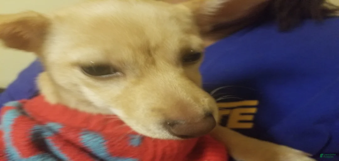 Gallery Image {{count}}