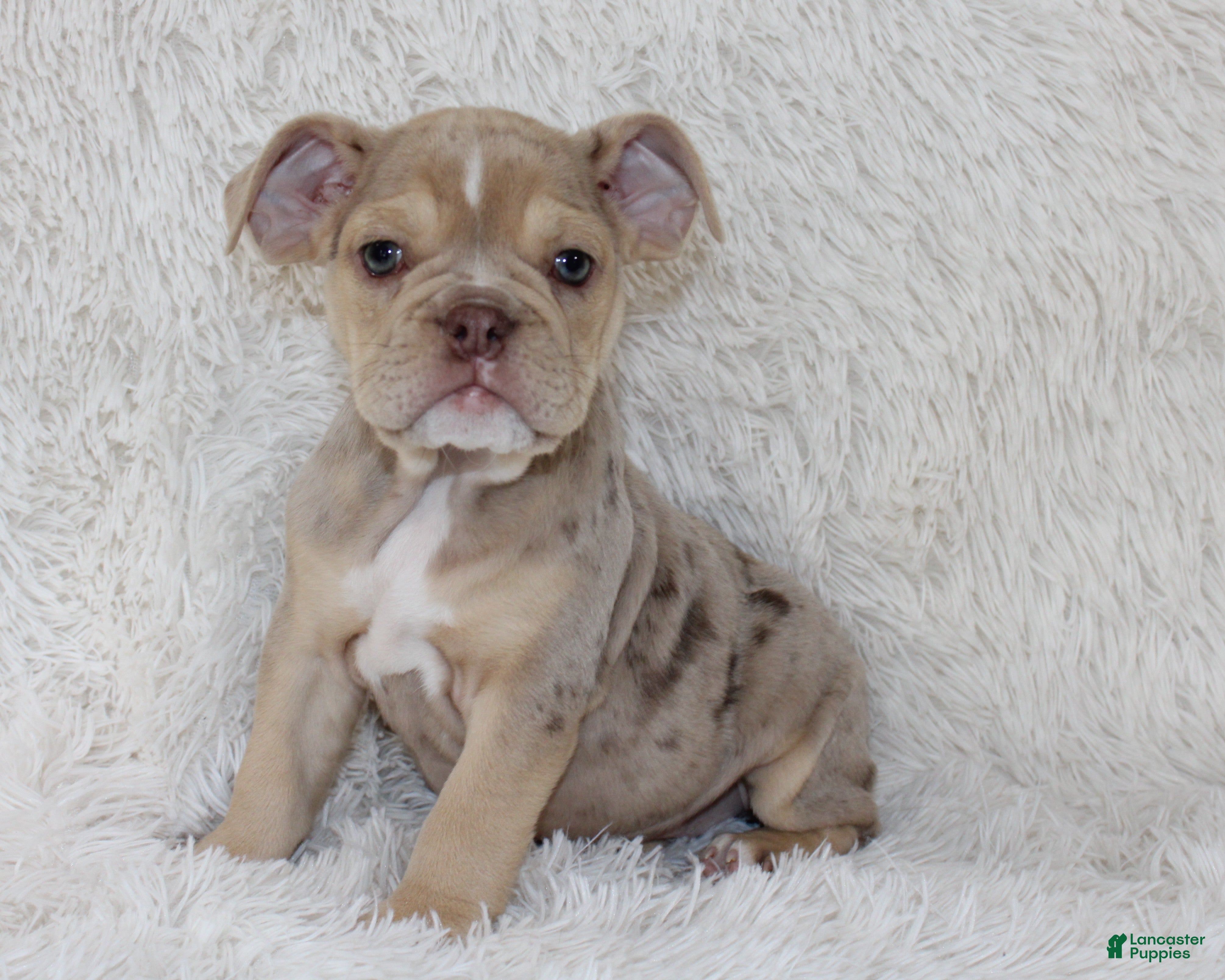 English Bulldog dogs Kacy - Ad 1