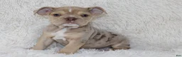 English Bulldog dogs for sale: Kacy - Ad 1