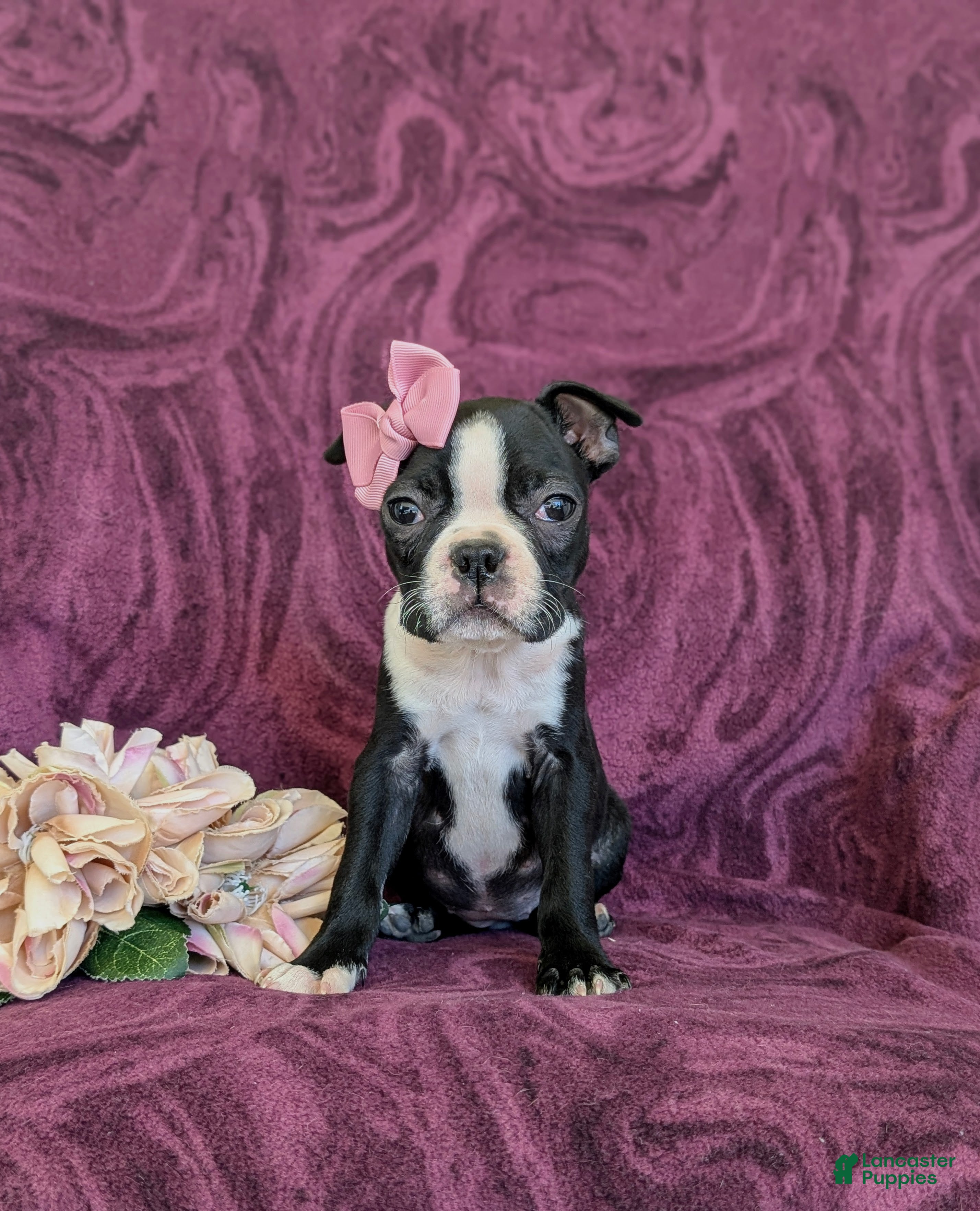 Boston Terrier dogs Samantha - Ad 2