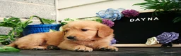 Golden Retriever dogs for sale: Dayna - Ad 6