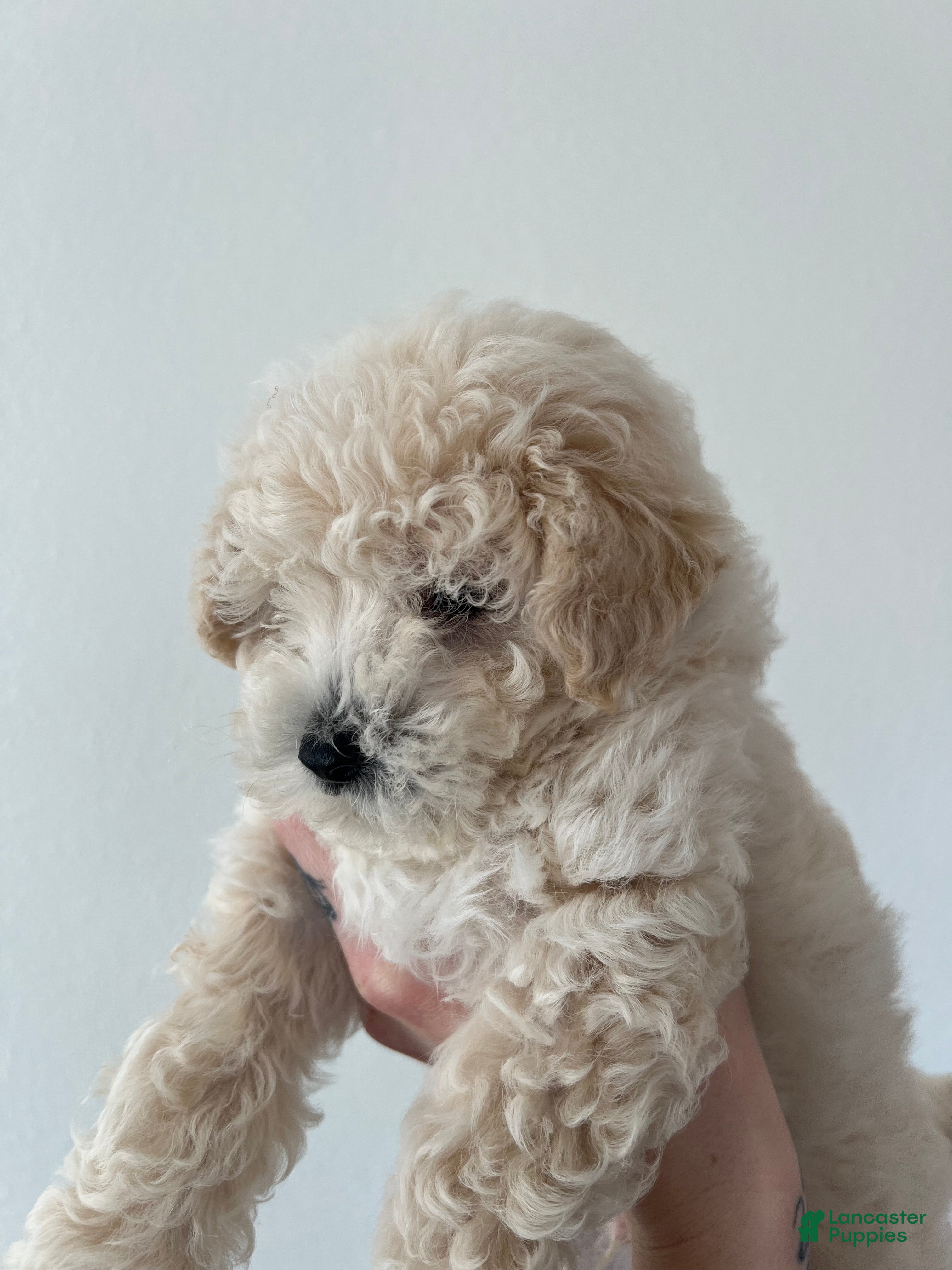 Toy Poodle dogs Teddy - Ad 2