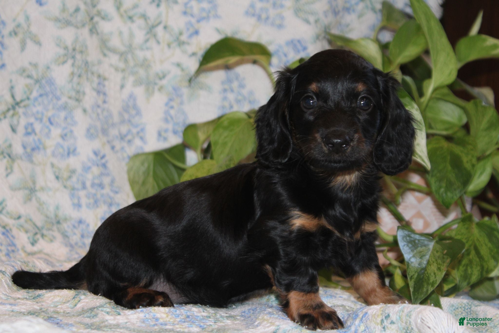 Dachshund dogs POLLY - Ad 2