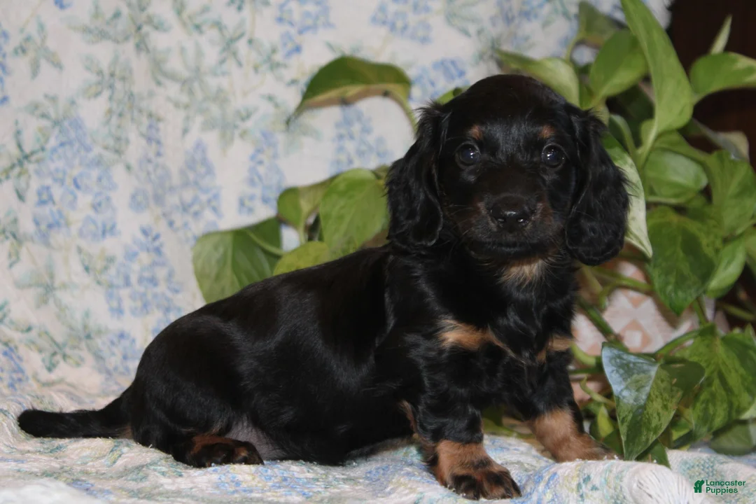 Dachshund dogs for sale: POLLY - Ad 2