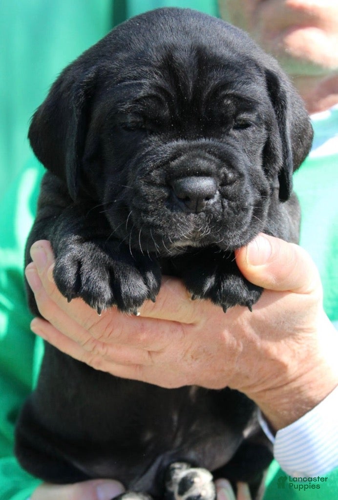 Cane Corso dogs Cane Corso Puppy 1 - Ad 37