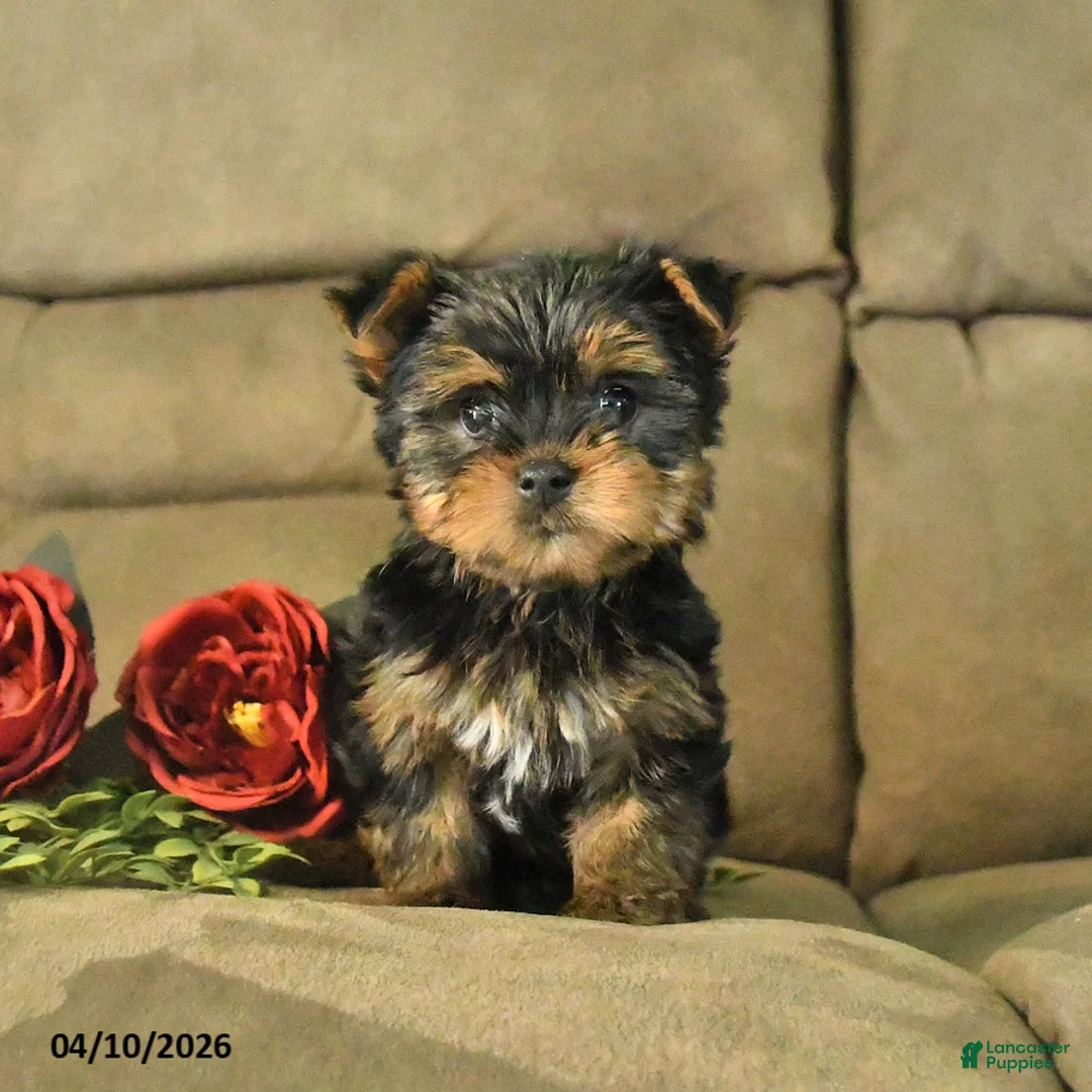 Yorkshire Terrier dogs for sale: Charles - Ad 1