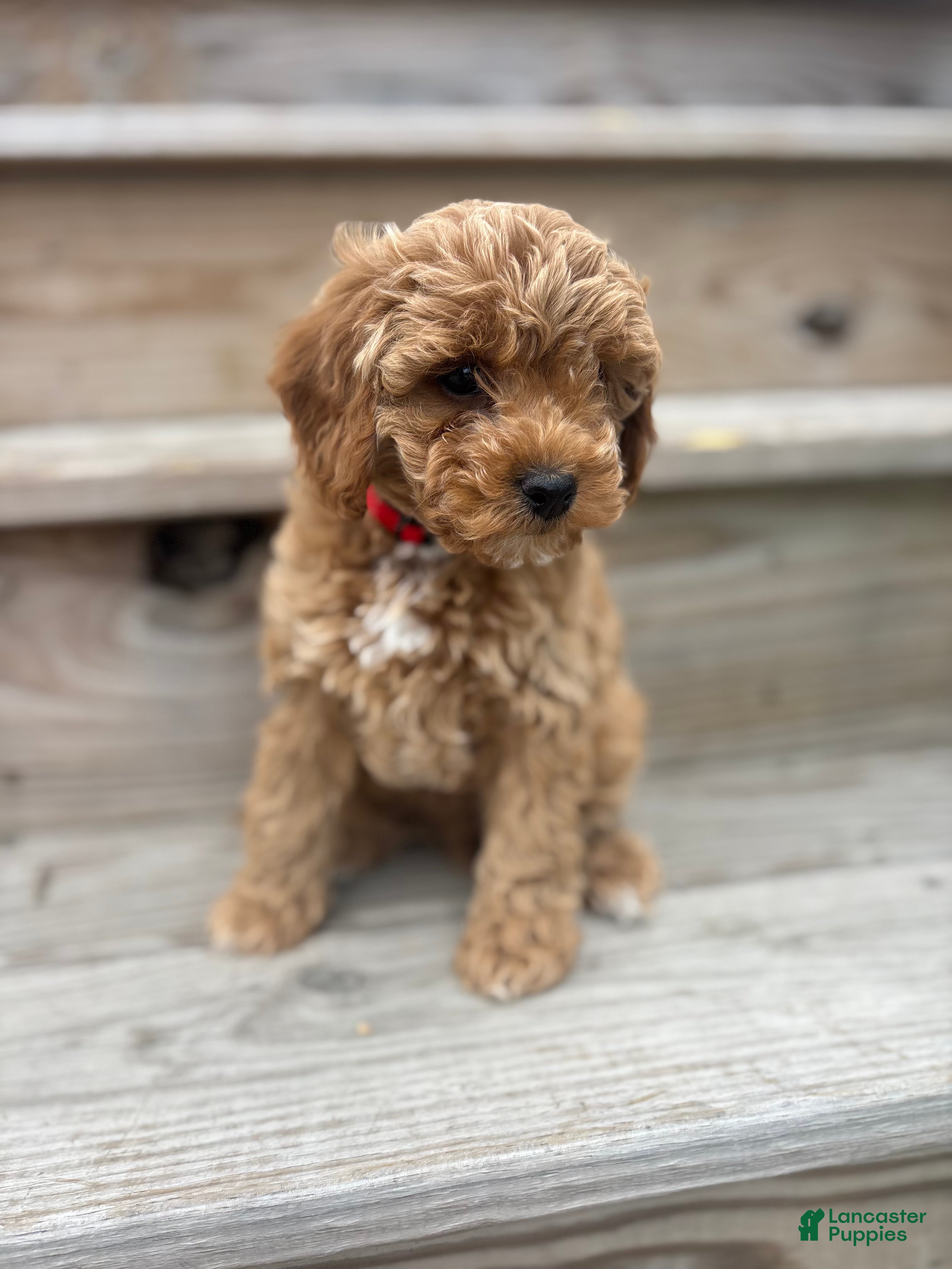 Cavapoo dogs for sale: Tucker  - Ad 1