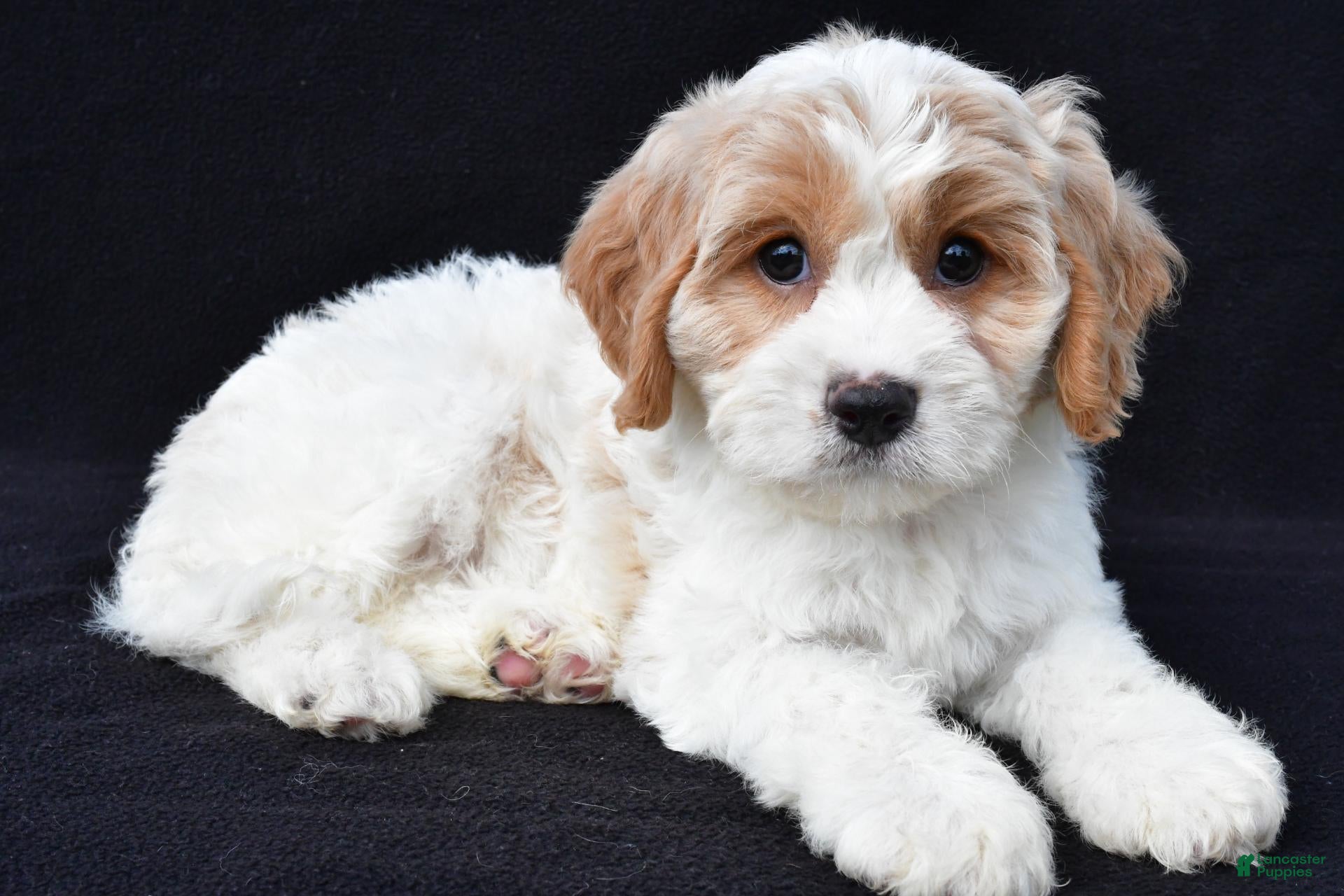 Lola (Cavachon, Female) in Millersburg, OH