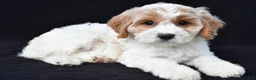 Cavachon dogs for sale: Lola - Ad 1