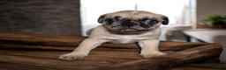 Pug dogs for sale: Pug Puppy lulu - Ad 1