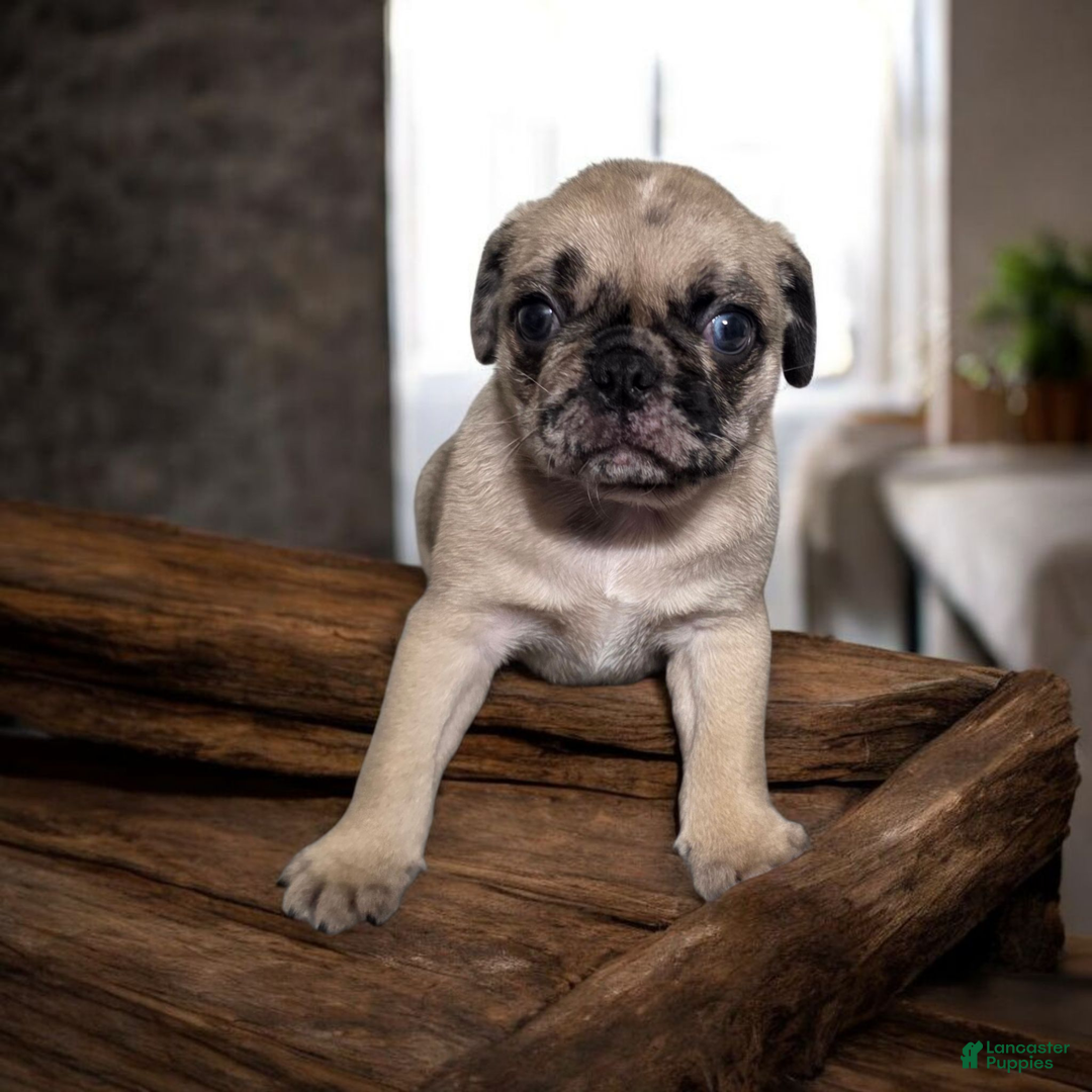 Pug dogs for sale: Pug Puppy lulu - Ad 1